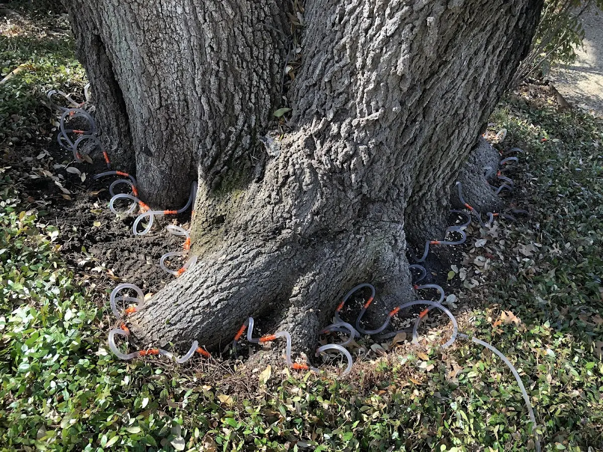 Detailed Tree Cabling and Bracing job site in Conway
