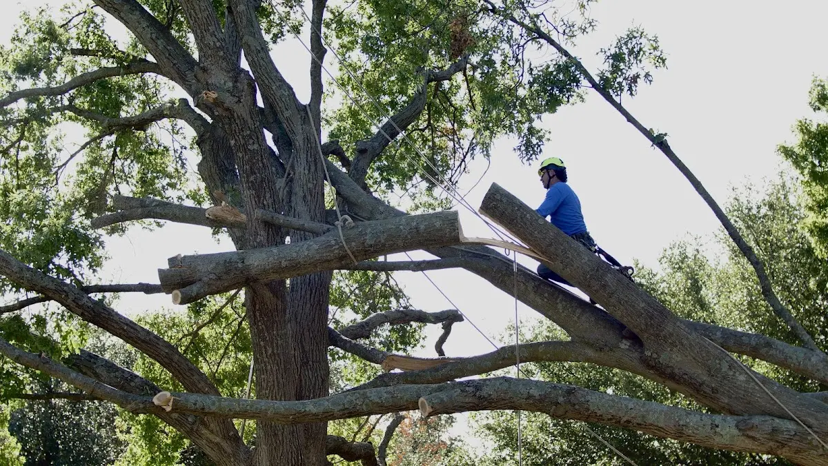 Professional Crown Thinning performed by certified arborists in Conway